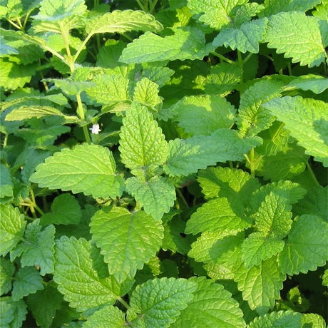 JAVALLAT ORVOSI CITROMFŰ KAPSZULA 60 db