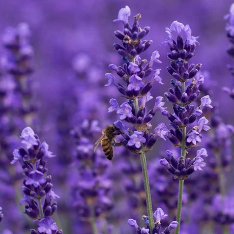 JAVALLAT ORVOSI LEVENDULA VIRÁG KAPSZULA 60 db