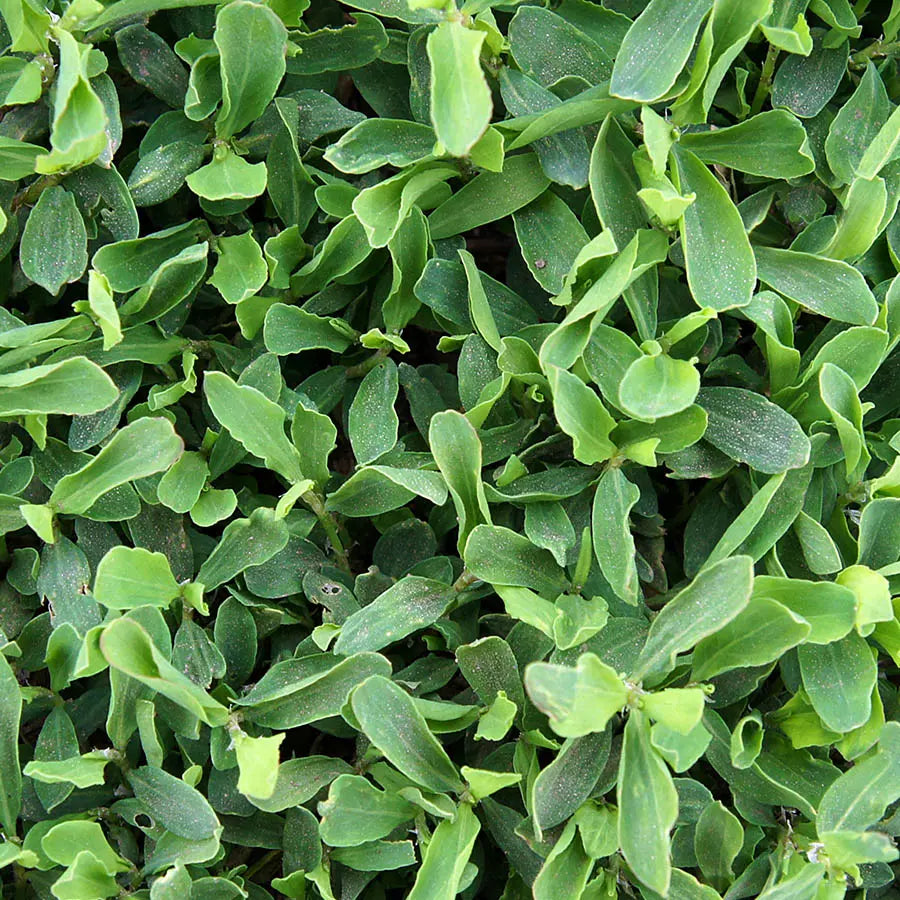 JAVALLAT MADÁRKESERŰFŰ (60X)