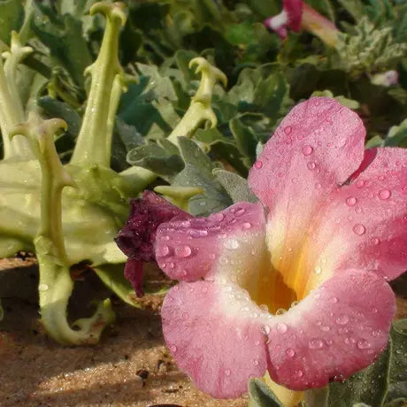 JAVALLAT ÖRDÖGCSÁKLYA C-VITAMINNAL kapszula 60db