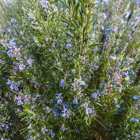 JAVALLAT ORVOSI ROZMARING KAPSZULA 60db