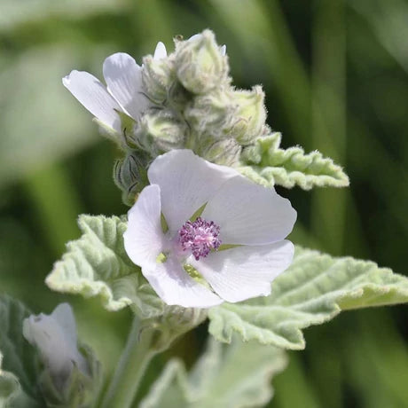 JAVALLAT ORVOSI ZILIZ GYÖKÉR ÉS LEVÉL KAPSZULA 60 db