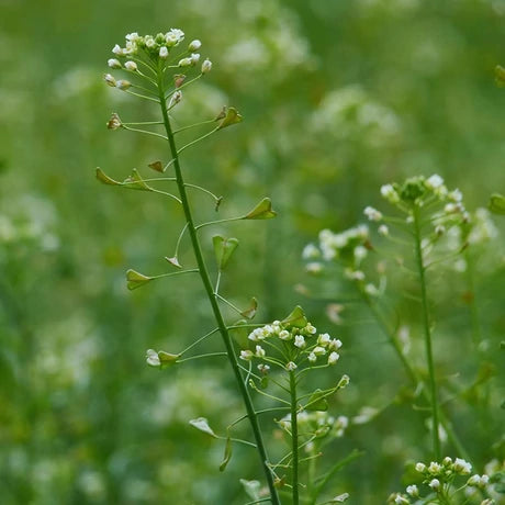 JAVALLAT PÁSZTORTÁSKA KAPSZULA 60db