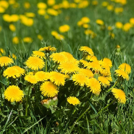 JAVALLAT PITYPANG HERBA ÉS GYÖKÉR KAPSZULA 60db