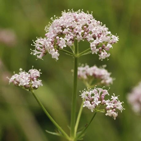 JAVALLAT VALERIÁNA KAPSZULA 60 db