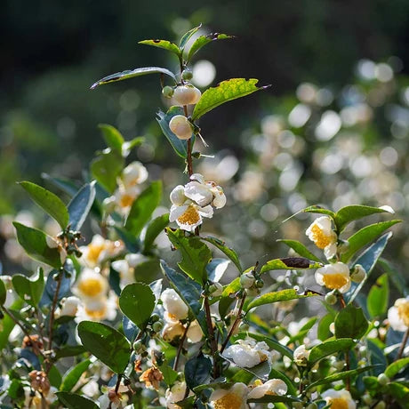 JAVALLAT ZÖLD TEA KAPSZULA 60 db