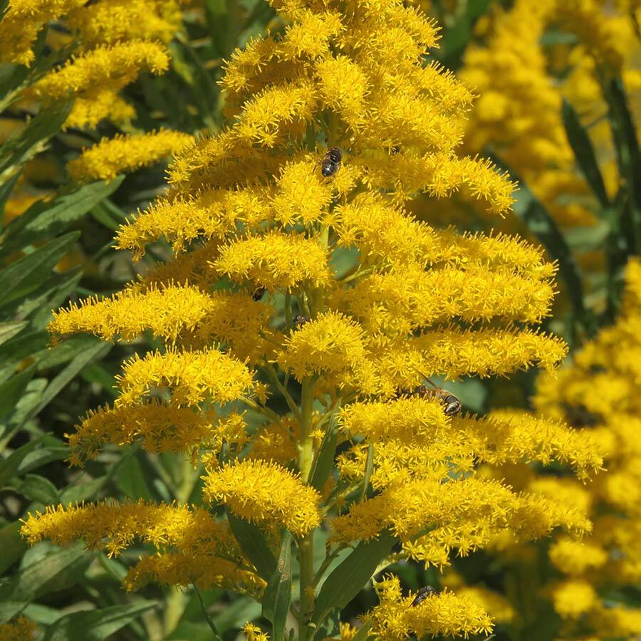 JAVALLAT ARANYVESSZŐ KAPSZULA 60db