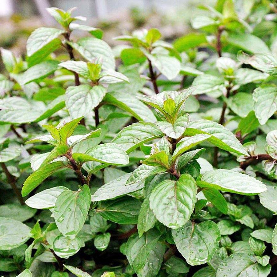 JAVALLAT BORSMENTA KAPSZULA 60db