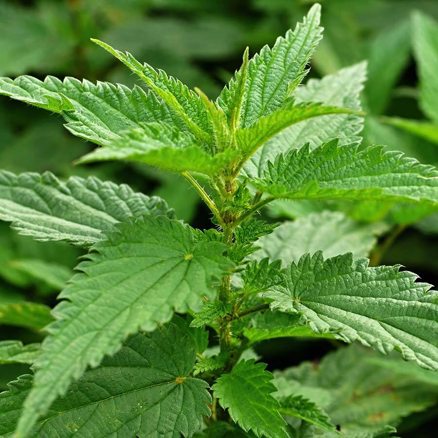 JAVALLAT CSALÁNLEVÉL C-VITAMINNAL 60db