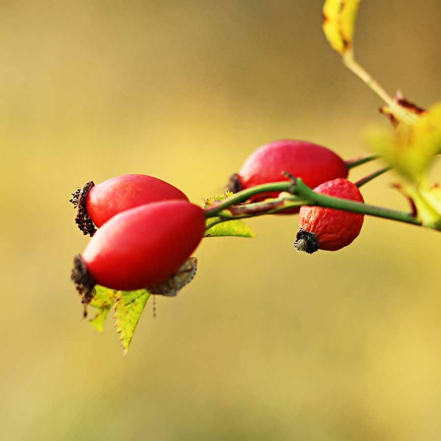 JAVALLAT CSIPKEBOGYÓHÚS KAPSZULA 60db