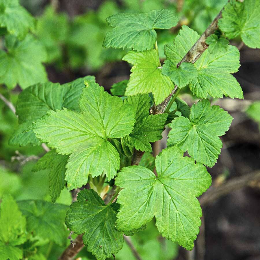 JAVALLAT FEKETE RIBIZLI LEVÉL KAPSZULA 60db