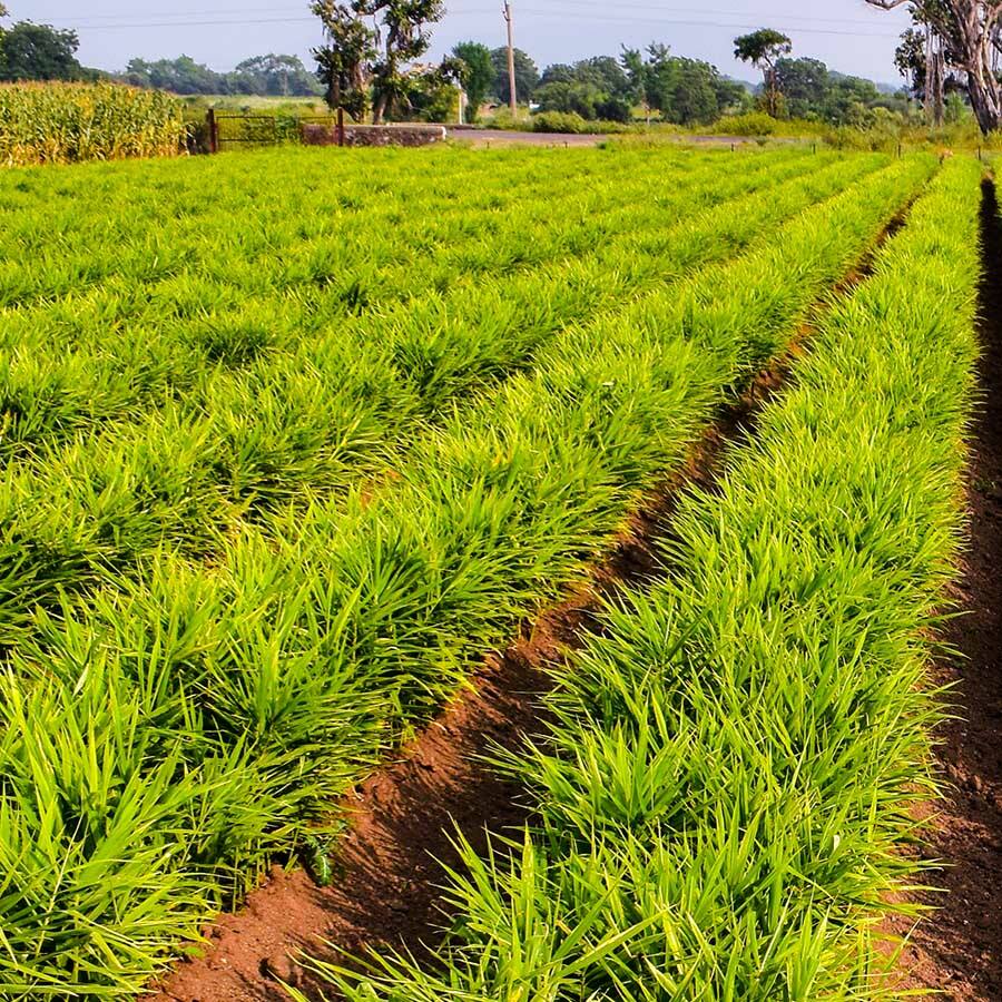 JAVALLAT GYÖMBÉR kapszula 60db