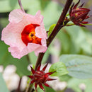 JAVALLAT HIBISZKUSZ VIRÁG KAPSZULA 60db