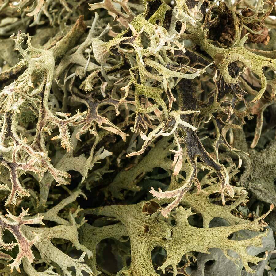 JAVALLAT IZLANDI ZUZMÓ KAPSZULA 60db