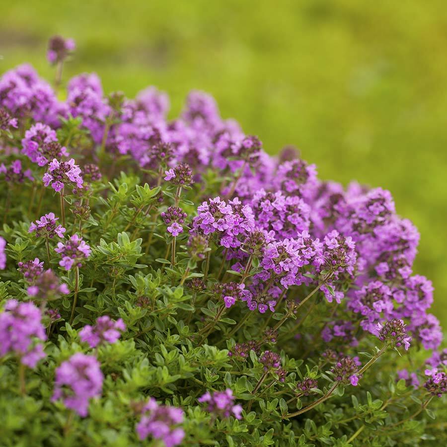 JAVALLAT KERTI KAKUKKFŰ KAPSZULA ( 60db )