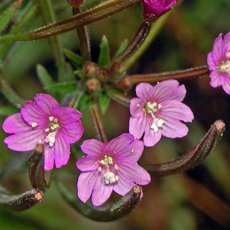 JAVALLAT KISVIRÁGÚ FÜZIKE KAPSZULA 60 db