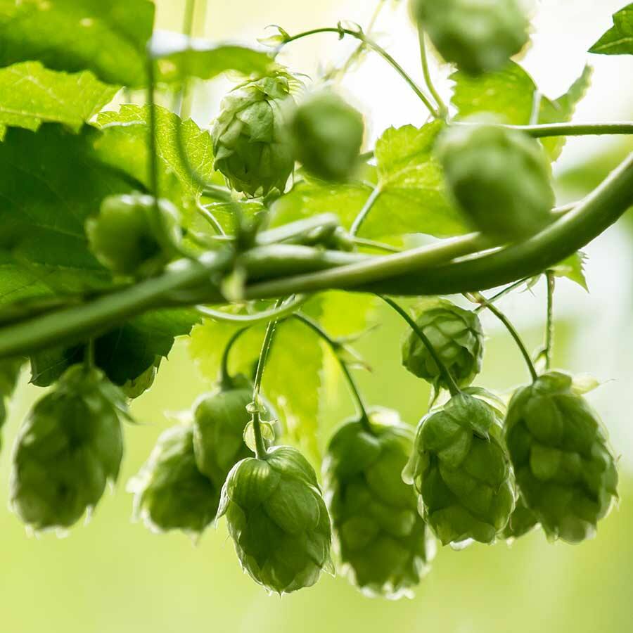 JAVALLAT KOMLÓ TOBOZ KAPSZULA 60 db