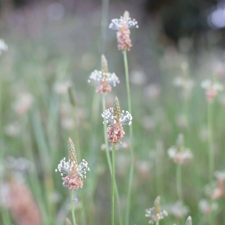 JAVALLAT LÁNDZSÁS ÚTIFŰ KAPSZULA 60 db