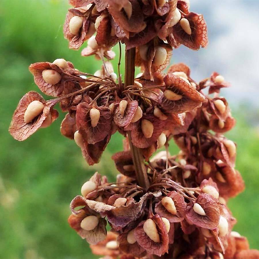 JAVALLAT LÓSÓSKA MAG KAPSZULA 60 db