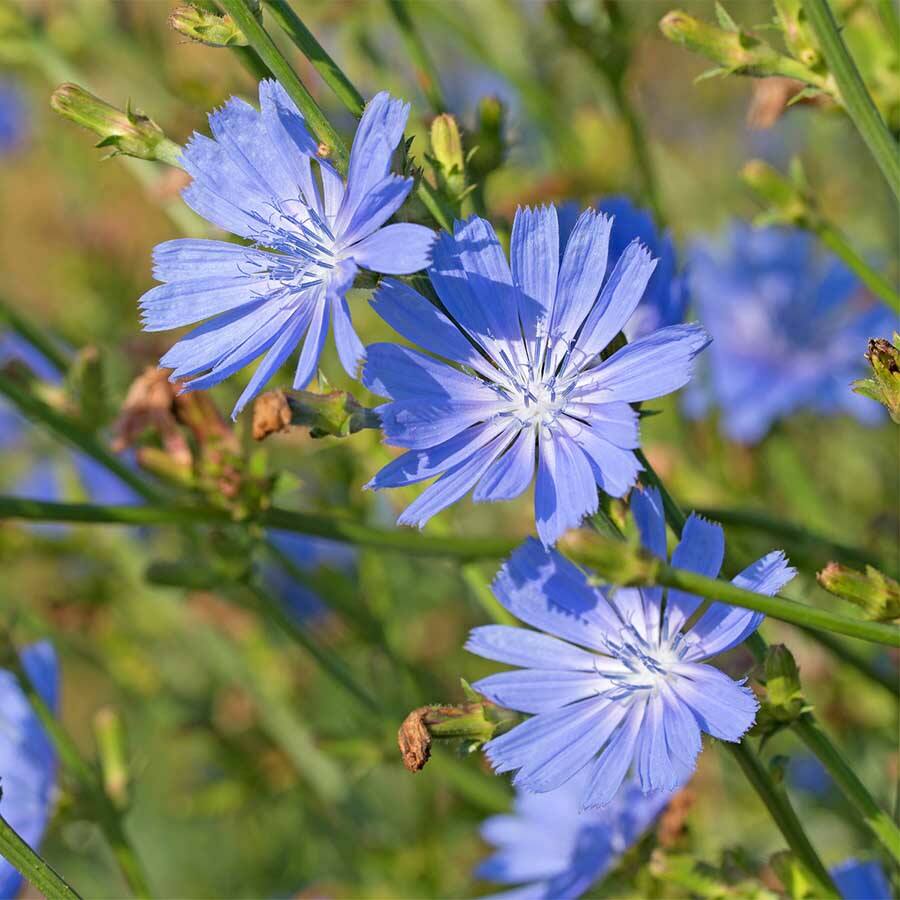 JAVALLAT MEZEI KATÁNG KAPSZULA 60db