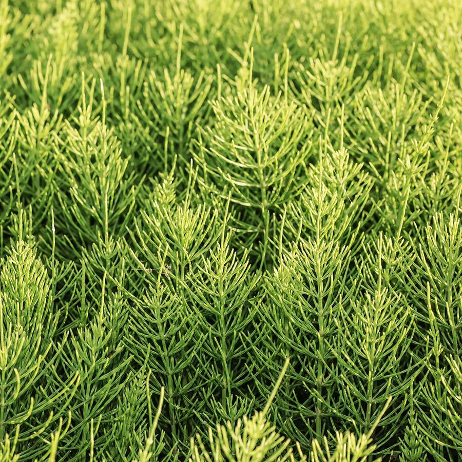 JAVALLAT MEZEI ZSURLÓ KAPSZULA 60 db