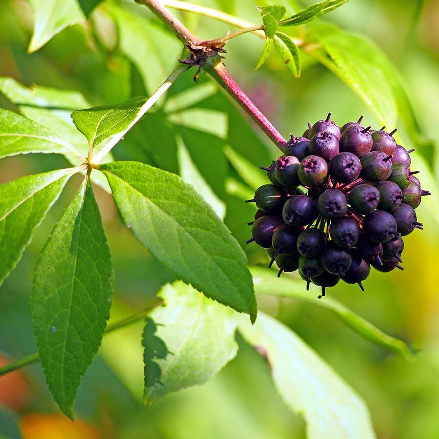 JAVALLAT SZIBÉRIAI GINZENG KAPSZULA ( 60db )