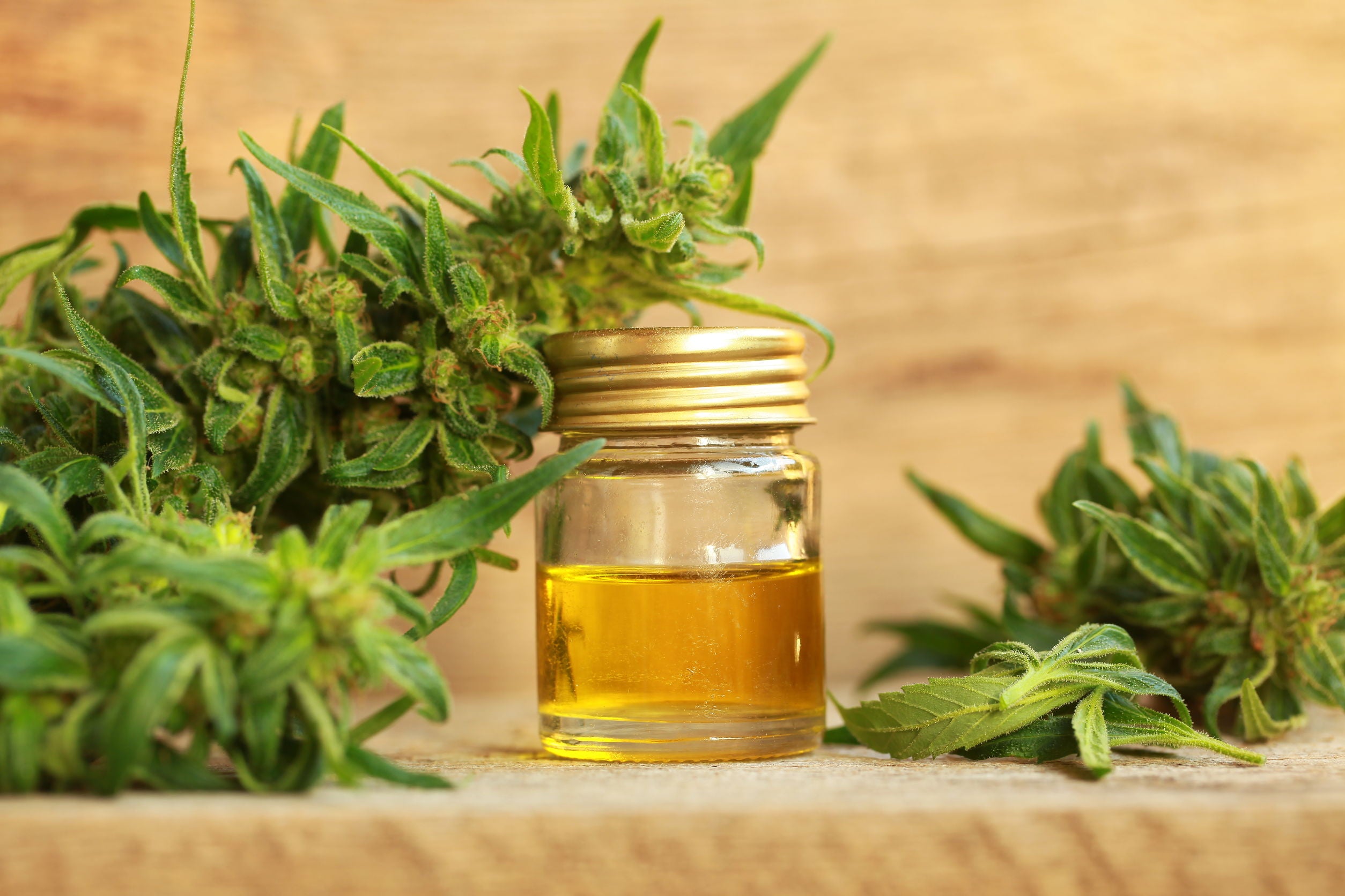Az értékes kannabiszolaj nyomában