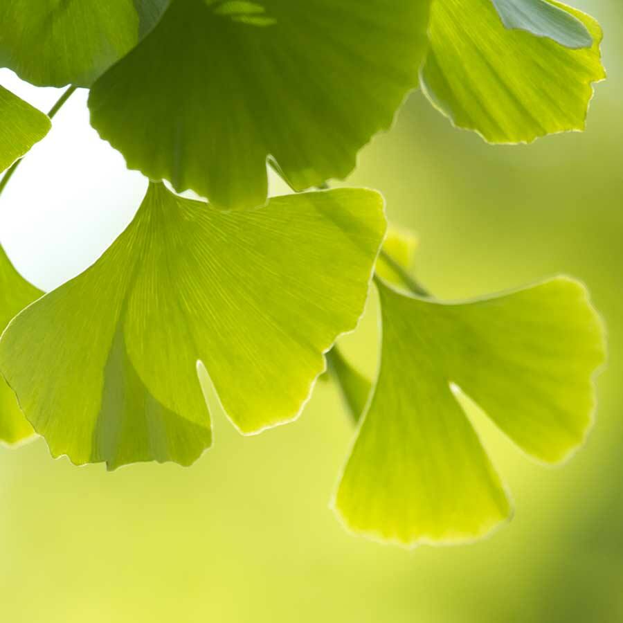 JAVALLAT GINGKO KAPSZULA 60db